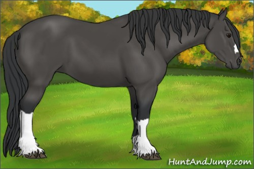 Horse Color:Black 