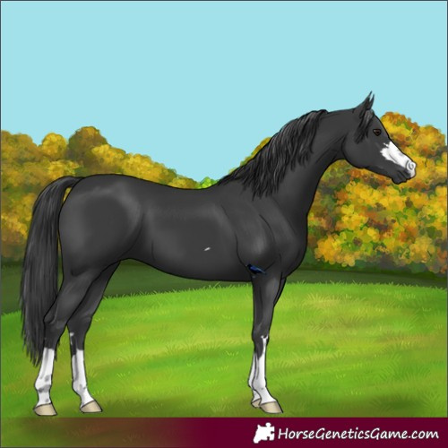 Horse Color:Black 