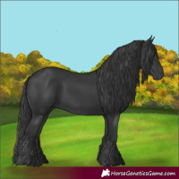 Horse Color:Black 
