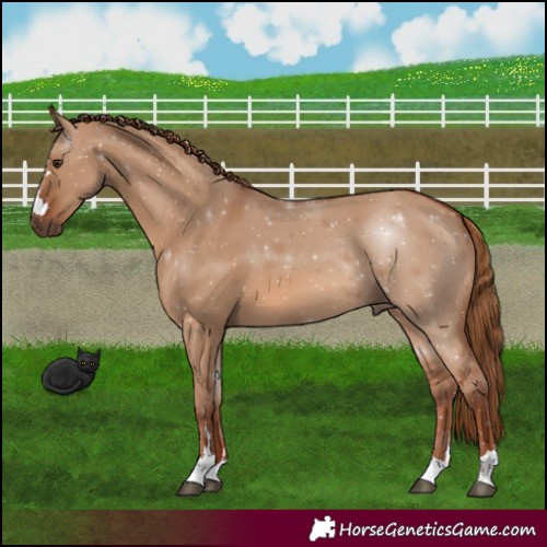 Horse Color:Red Dun 