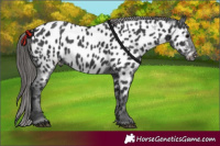 Horse Color:Black Appaloosa 