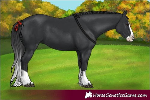 Horse Color:Black Splash 