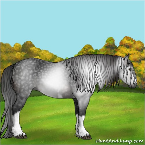 Horse Color:Gray White Spotted Brown