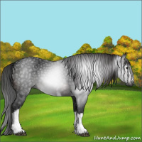 Horse Color:Gray White Spotted Brown
