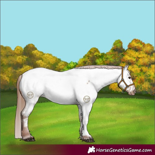 Horse Color:Red Roan Appaloosa 