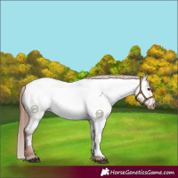 Horse Color:Red Roan Appaloosa 