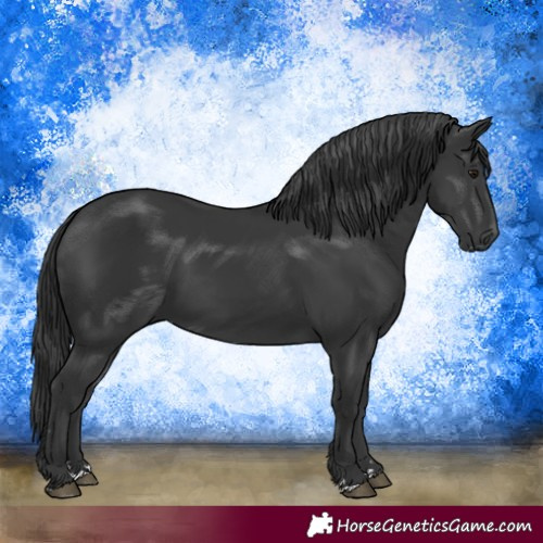 Horse Color:Black 