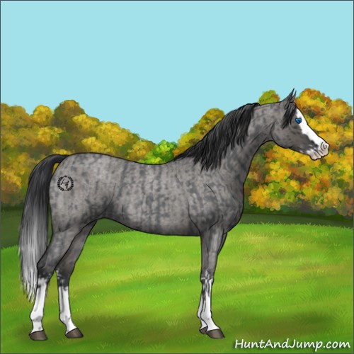 Horse Color:Blue Roan Sabino Splash and Grullo Roan Sabino Splash