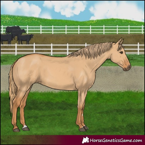Horse Color:Red Dun 