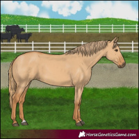 Horse Color:Red Dun 