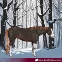 Horse Color:Liver Chestnut  and Liver Chestnut Splash 