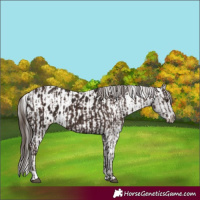 Horse Color:Liver Chestnut  and Liver Chestnut Appaloosa 