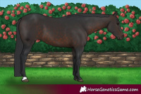 Horse Color:Brown 