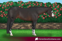 Horse Color:Brown 