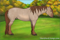 Horse Color:Red Dun Roan 