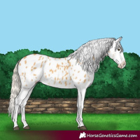 Horse Color:Palomino Dun Splash Appaloosa 