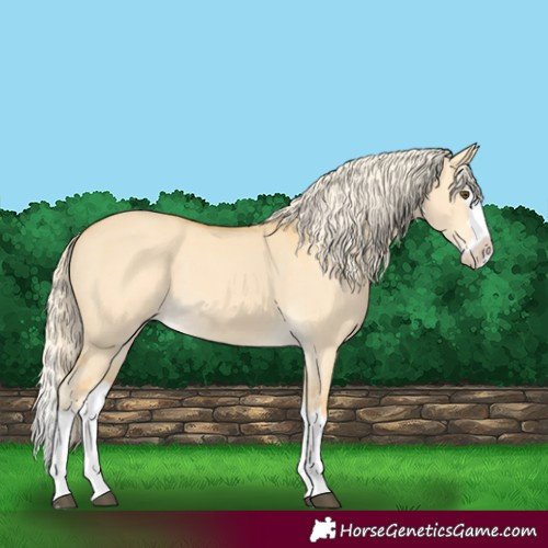 Horse Color:Palomino Dun Splash Leopard