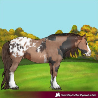 Horse Color:Bay Sabino Splash Appaloosa  and Amber Champagne Sabino Splash Appaloosa 