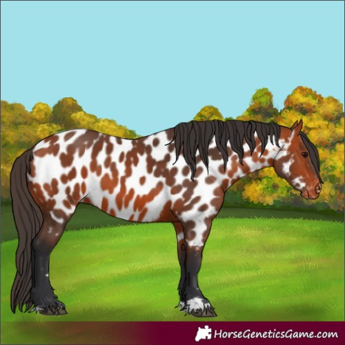 Horse Color:Bay Appaloosa 