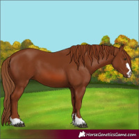 Horse Color:Chestnut 