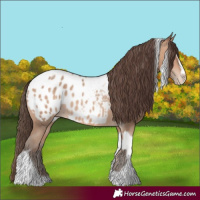 Horse Color:Amber Champagne Sabino Tobiano Appaloosa  and Amber Champagne Sabino Tobiano Appaloosa 