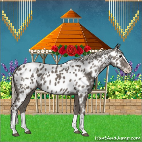Horse Color:Silver Black Splash Appaloosa 