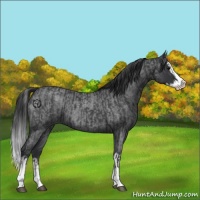 Horse Color:Blue Roan Sabino Splash  and Blue Roan Sabino Splash 