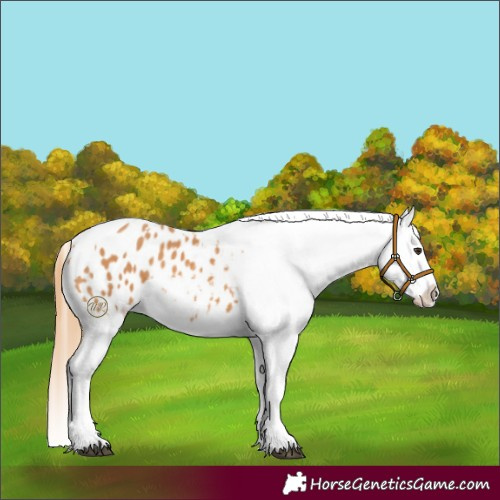 Horse Color:Chestnut Splash Tobiano Appaloosa 