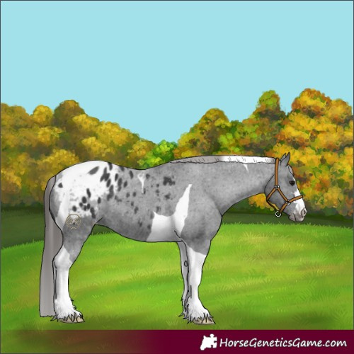 Horse Color:Black Tobiano Blanket Rabicano