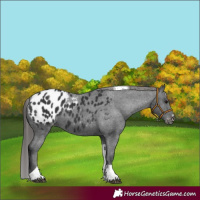 Horse Color:Black Tobiano Appaloosa Rabicano 