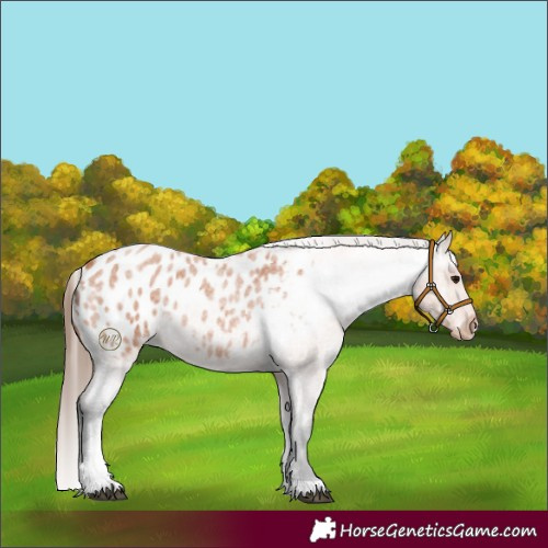 Horse Color:Bay Roan Tobiano Appaloosa 