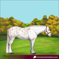 Horse Color:Bay Roan Tobiano Appaloosa