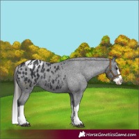 Horse Color:Black Splash Appaloosa 