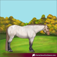Horse Color:Bay Roan Dun Appaloosa