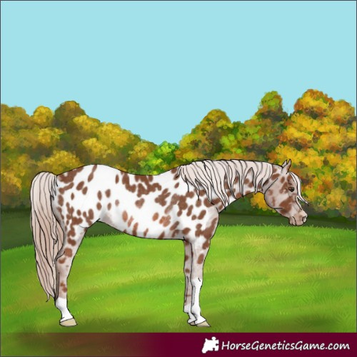 Horse Color:Chestnut Near Leopard Rabicano 