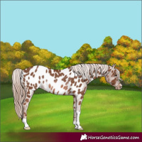 Horse Color:Chestnut Near Leopard Rabicano 