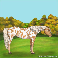 Horse Color:Palomino Near Leopard 