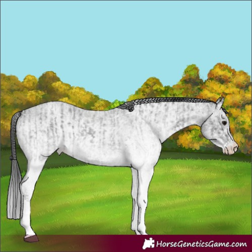 Horse Color:White Spotted Blue Roan Rabicano and White Spotted Blue Roan Rabicano