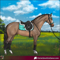 Horse Color:Brown Dun 