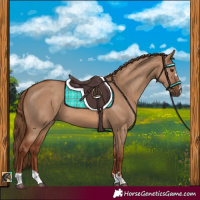 Horse Color:Red Dun 