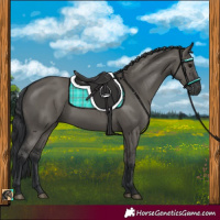 Horse Color:Grullo 