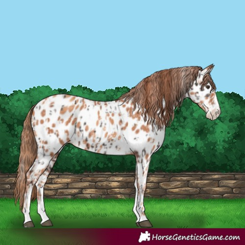Horse Color:Liver Chestnut Sabino Splash Near Leopard  and Gold Champagne Sabino Splash Near Leopard 