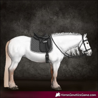 Horse Color:Gray Red Roan