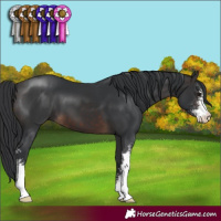 Horse Color:Brown Sabino