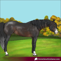 Horse Color:Brown Sabino 