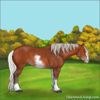 Horse Color:White Spotted Silver Bay Splash