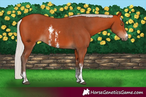 Horse Color:Silver Bay Sabino Rabicano 