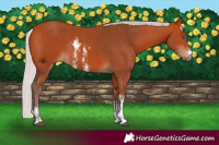 Horse Color:Silver Bay Sabino Rabicano 