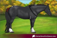 Horse Color:Black Tobiano 