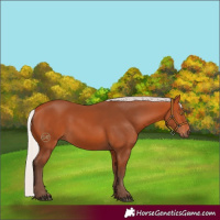 Horse Color:Silver Bay Sabino Rabicano 